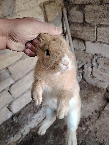 Digər heyvanlar: 5 dənəsi bir yerdə 80 Azn. Tək tək 20 Azn. Ev dovşanları – dekorativ — 2