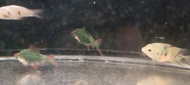 продажа аквариумных рыбок: Sülhsevər — 3