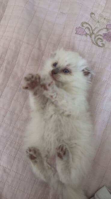 шотландский вислоухий котенок баку: Шотладская вислоухая, Самка — 5