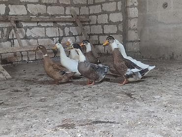 ucuz heyvanlar: Mətn: Ördək sürüsü – müxtəlif rənglərdə yetkin quşlar Təsvir: - — 4