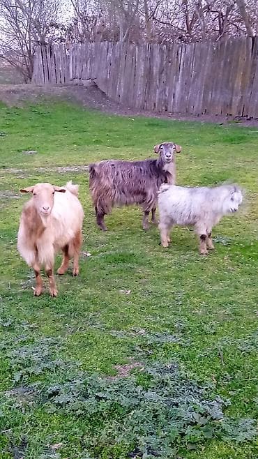 Бараны, овцы: Salam keciler super temiz heyvanlardi boz balalidi sarı tekdi — 3