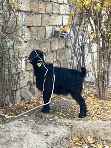 inek alım satım: Hələb çəpişi dişidir 5 aylığ Qara — 1