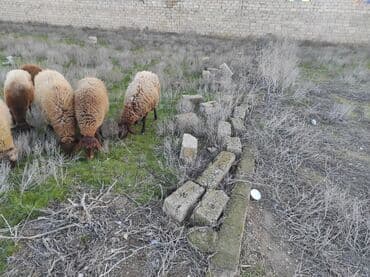 qoyun satışı: Dişi, Qala, il: 2, 80 kq, Damazlıq, Ünvandan götürmə — 4