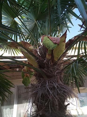 ağaç gülleri: Xurma ağacı satılır, hər yaz gül açır tozlanma olmadığına görə bar — 7