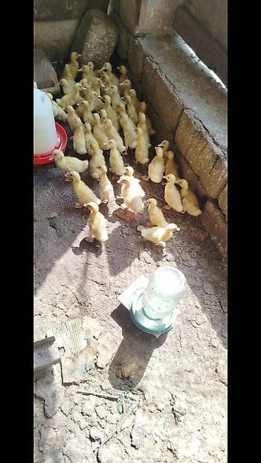 pekin urdeg: Salam tam saqlam pekin kuban ordeklerdi 14 gunlukduler qiymet 2.80 — 3