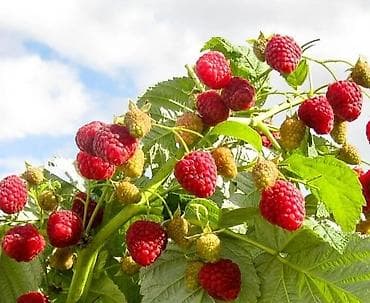 dekorativ agaclarin satisi: Tinglər — 9