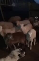 Akvariumlar: Qoyun sürüsü – yerli qarışıqlıq (eti-südü yönümlü) Məhsul haqqında: - — 1