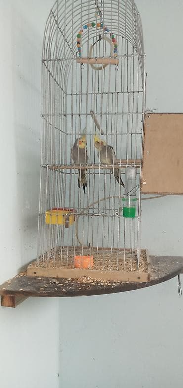 Nimfaların (cockatiel) cütü və qəfəs dəsti - Növ: nimfa papuqayları