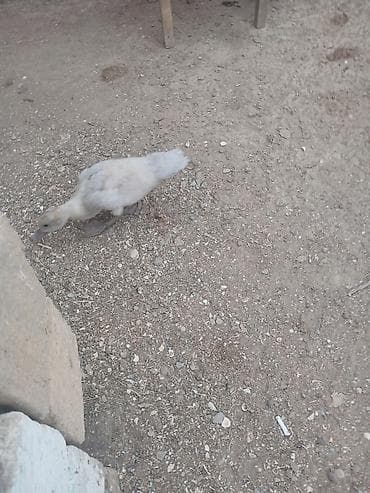 papuqay type 1: Cins lal ordekler macar qara zumrud qirmizi okuz lavanda findig reng — 9