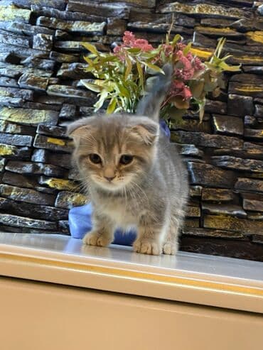 мейн кун купить в баку: Şotland, Dişi, Yaxşı əllərə, Ünvandan götürmə — 5