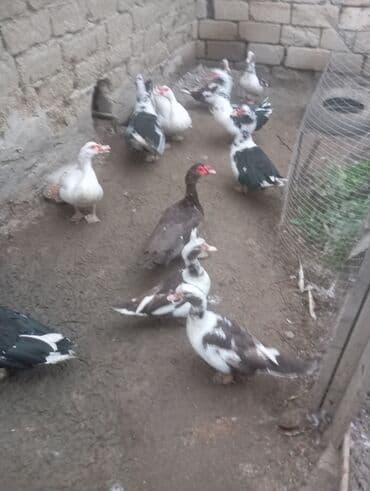 İtlər: Muscovy (hind) ördəkləri – qarışıq rənglərdə sürü - Növlər — 3