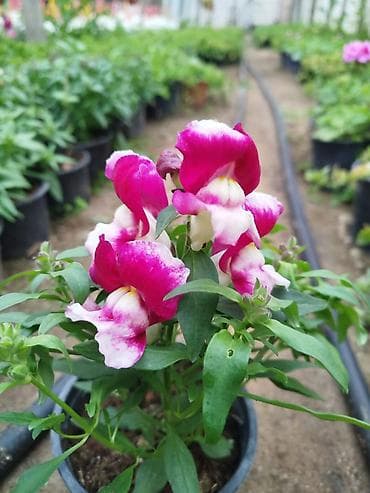 tulpan sekilleri: Petuniya (Petunia) qablarda – müxtəlif rənglər - Rəng çeşidləri: tünd — 6