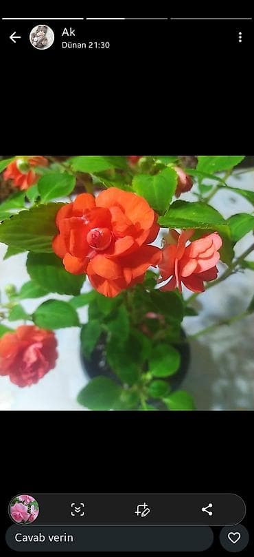 passiflora qiymeti: Məhsul: Otaq bitkiləri – Fuksiya (Fuchsia), Qızılgüləoxşar — 3