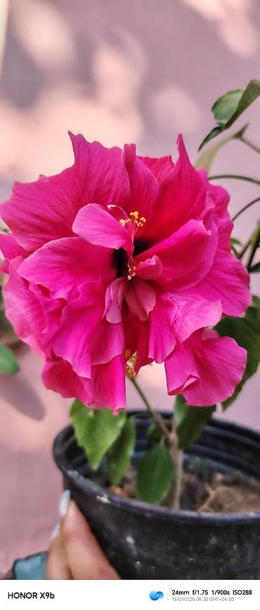 hilba bitkisi nedir: Hibiskus (Çin qızılgülü) saksı bitkisi - Parlaq qırmızı, iri və — 2