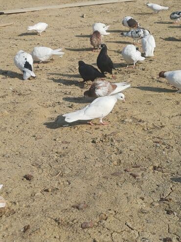 pavlin goyərcin: Məhsul: Göyərçin sürüsü Təsvir: - Şəkillərdə müxtəlif rəng və — 7