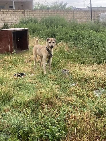 ən gozəl itlər: 11 ay, Erkək, Ödənişli çatdırılma — 3