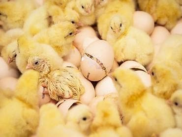 tap az keciler: Kənd Cücələrinin Satışı.Yumurta Qəbulu DİQQƏT! İNKUBATOR UCAR — 3