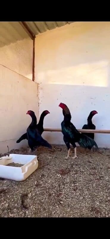 Ördəklər: Malay döyüş toyuqları – uzunboy, güclü bədən quruluşu və dik duruşlu — 1