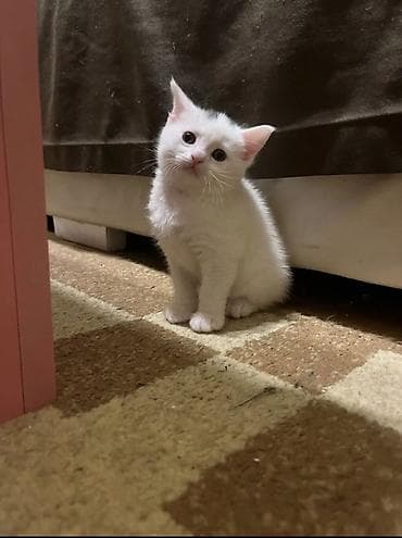 pişiy balası: Britan, Erkək, Dişi, Yaxşı əllərə, Ünvandan götürmə — 3