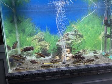 romanov koyun fiyatları: Cixlid balığı, Yırtıcı, Ünvandan götürmə, Ödənişli çatdırılma — 1