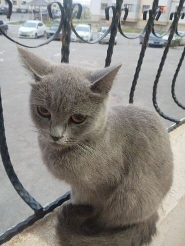 pişikler: Dişi, Yaxşı əllərə, Ünvandan götürmə — 2