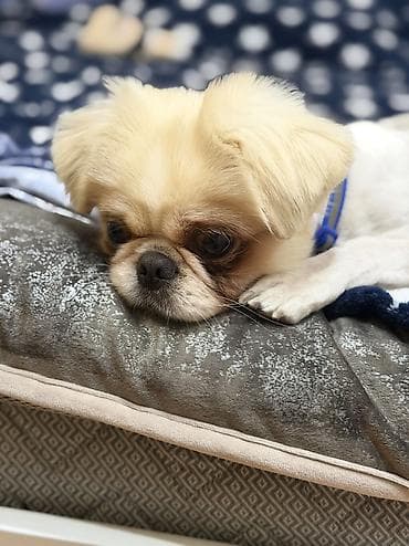 İtlər: Pekines, 1 il, Erkek, Peyvəndli — 2