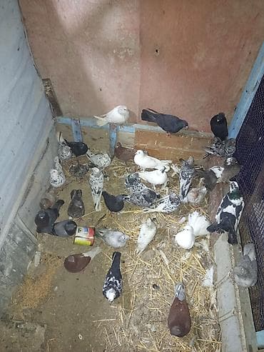 it sekileri: Məhsul: Ev göyərçinləri qrupu tərgitmə quşlar dı xayiş edlir real — 4