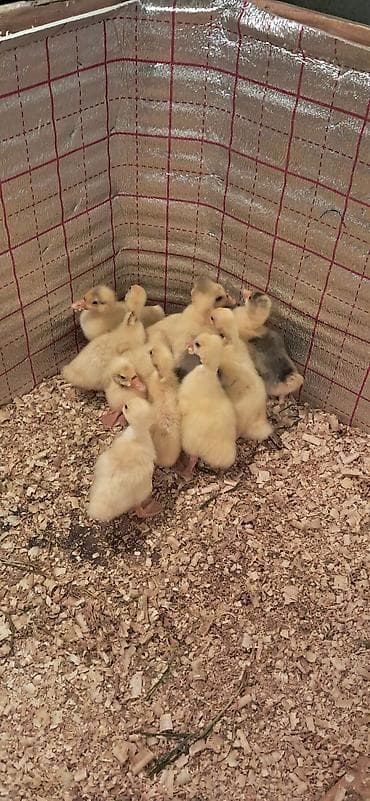 Ördəklər: Salam 10 ed linda kuban cinsi baladi 10 gunlikdu 1i e aidi qiymeti — 2