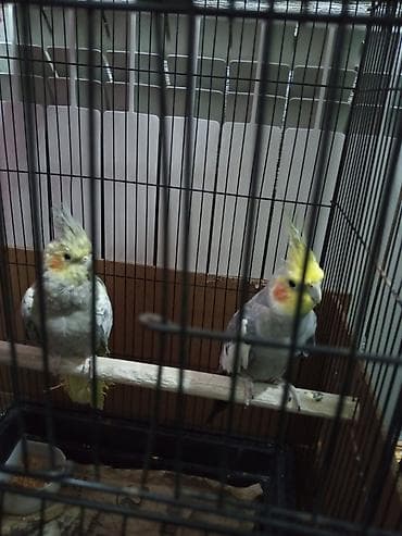 qəfəsler: Məhsul: Nimfa papağanları (2 ədəd) Təsvir: - İki ədəd nimfa papağanı — 2