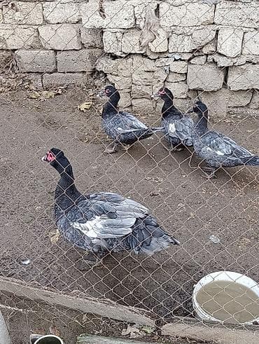 Bu ordeylerin Balasi satilir. Lal Ordek Macar Mirvari Temiz sort