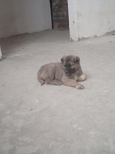 balakən heyvan satisi: 2 ay — 7