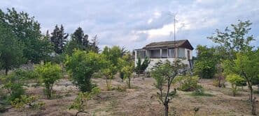 xacmazda findiq bagi satilir: Kupça (Çıxarış) — 5
