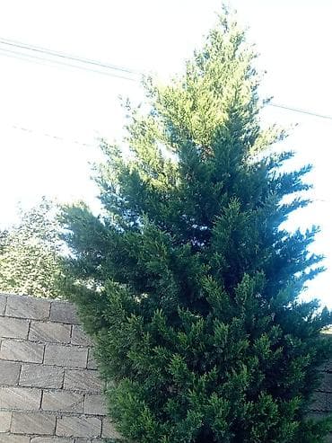 xurma ağacı: Thuja (evergreen dekorativ ağac) - Növ: Thuja/ardıc tipli həmişəyaşıl — 5