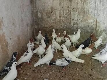 ineklerin satisi: 3 azn dən 20 azn ə kimi quş hamsı satılır ünvan bərdə boş bekar — 8