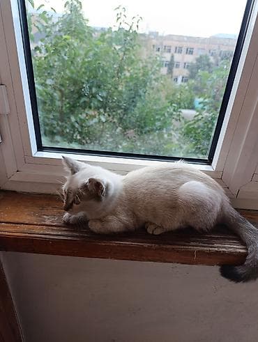 alabai balası: Siam, Dişi, Yaxşı əllərə, Ünvandan götürmə — 10
