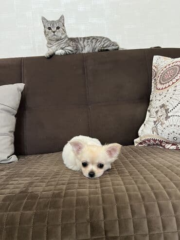 argentin dogu: Çixuahua, 2 ay, Erkek, Peyvəndli — 4