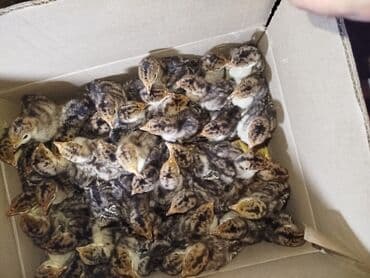 Ford: Erkək, Ətlik, Ödənişli çatdırılma — 2