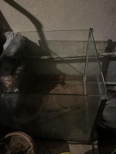 bala pişik: Şüşə akvarium
 Barter ederem toyugla teklifler maraglirdir — 2