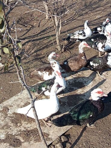 Keçi, çəpiş: Dişi, | Lal ördək, Damazlıq, Ünvandan götürmə — 2