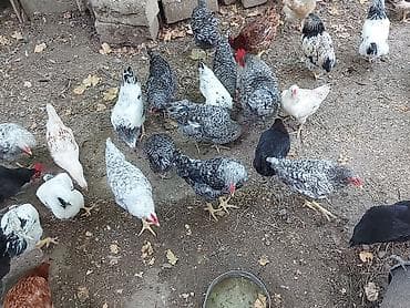 toyuğ cücə: Heyratı, qartal, ları xoruz. Xarkov cinsi toyuqlar. heyratı toyuqlar — 6