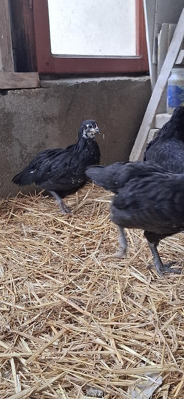 çüçə: Toyuq cücələri, Damazlıq — 2