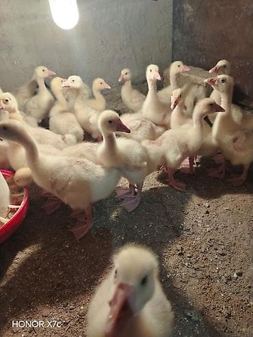 xaski haqqinda melumat: Sapsağlam linda qaz balaları vitamin antibiotic herbirsey edilib 15 — 5