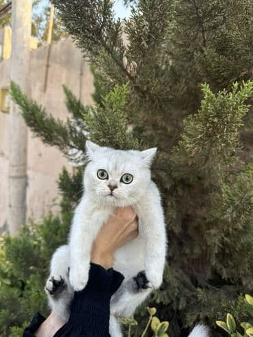 русская голубая кошка баку: Британская — 5