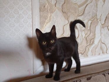 Tabbi, Yaxşı əllərə