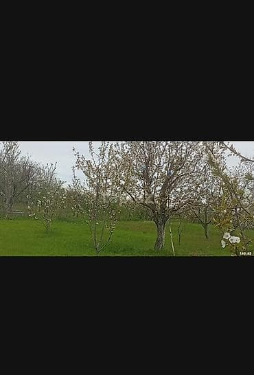 bine qesebesinde ev: Kənd təsərrüfatı, Makler, Kupça (Çıxarış) — 5