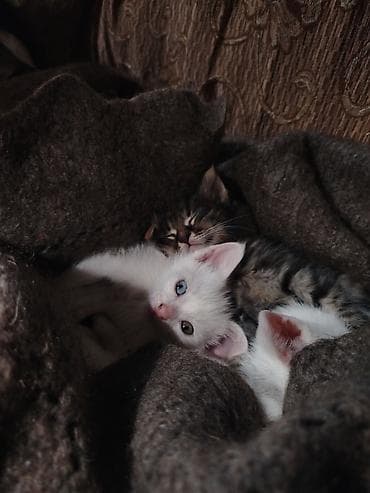 pişik balalari: Türk anqora, Pulsuz çatdırılma — 4