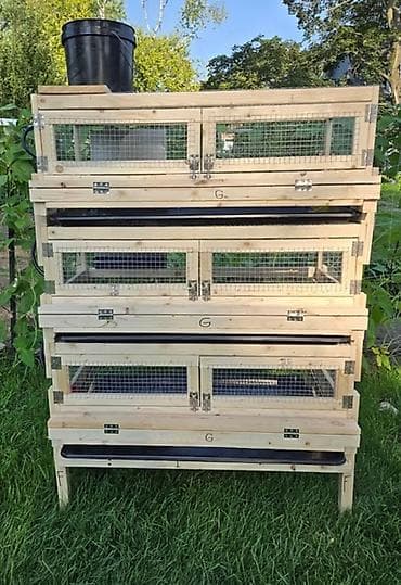 sultan quşu: Bildirçin saxlamaq istəyənlər üçün əla fürsət! Səliqəli və dözümlü — 2