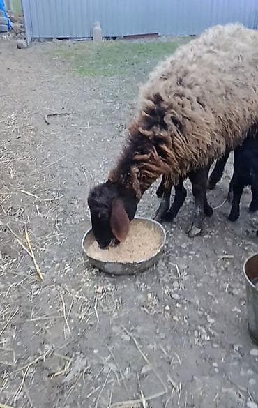 inəyin öd daşı: Qarabaş rəngli ana qoyun – quzu ilə birlikdə - Cins: yerli ət-yun — 1