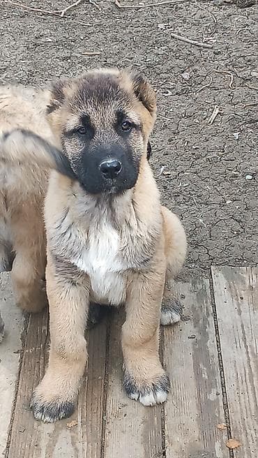 keçi qoyun: 1 ay — 5