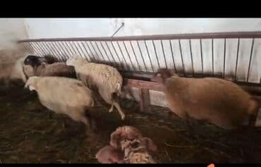 ağdaş yem fabriki: Qoyunlar satilir. Qarışıqdı. 2-3 dene boğaz var

Ünvan Məhəmmədi kəndi — 3